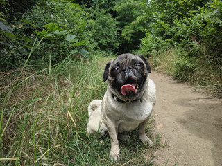 portrait of a cute pug on a walk