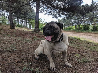 portrait of a cute pug on a walk