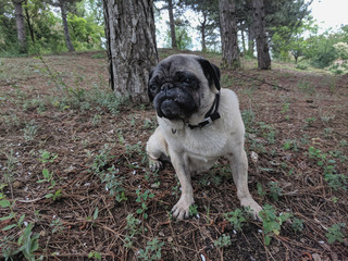 portrait of a cute pug on a walk