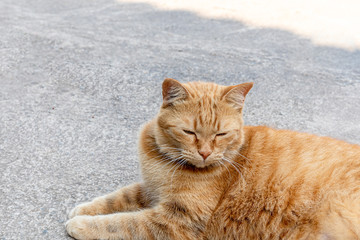 Stray cats lie lazy on the cement floor.