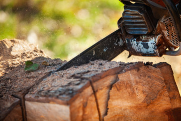 Chainsaw in move cutting wood. Man cut with petrol motor saw. Working on cutting lumber.