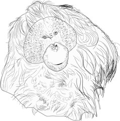 orangutan sketch isolated on white © Alexander Potapov