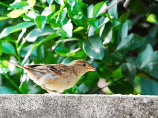 sparrow on branch