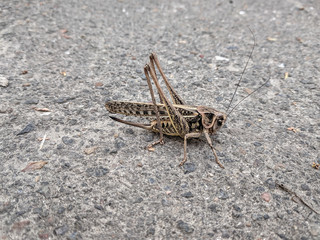 grasshopper on the ground