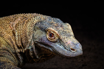 Obraz premium A portrait of a Komodo Dragon, Varanus komodoensis