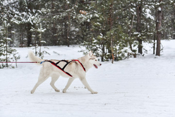 Husky sled dog running