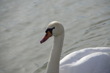 Stolzer Schwan auf dem Forggensee