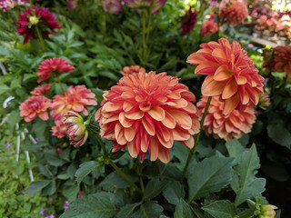 flowers in the garden