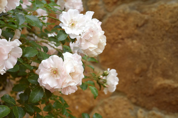 white roses in the garden. Coral rose flower blooming in the park. stone wall in the background.