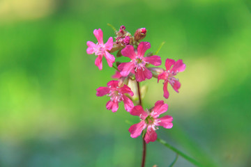 Pink flower on green background. Lychnis viscaria. Flower sticky trap