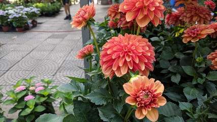 beautiful unusual plants in the garden