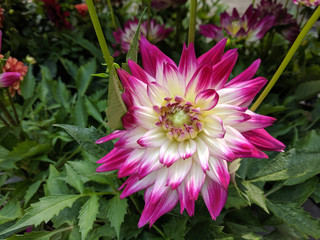 beautiful unusual plants in the garden