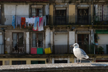 Seagull landed on the wall in front of the old house in Porto