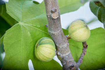 Closeup Ripening Striped Fig Tree