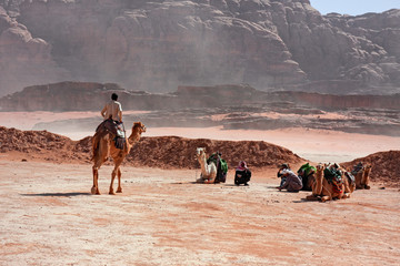 A group of Bedouins with their camels in the panorama of the rocky mountains and red sand in the...