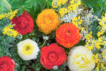 ラナンキュラスとエニシダの花壇