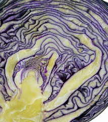 Obraz premium red cabbage on white background