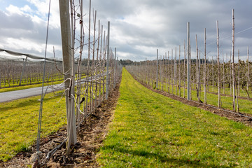 Weinanbau oberhalb Bodensee auf Schweizer Boden