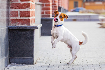 jack russell terrier