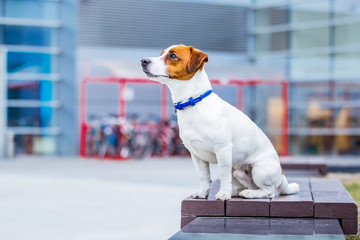 jack russell terrier