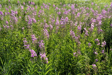 The plant Ivan-tea or Cyprus narrow-leaved or Koporskaya tea (Latin Chamaenergy angustifolium or Epilobium angustifolium) blooms profusely with pink flowers in the meadow.