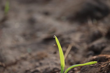 close up on water drop on the corn plant of green leaf, concept for growth in life