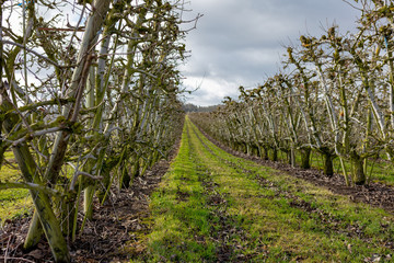 Weinanbau oberhalb Bodensee auf Schweizer Boden