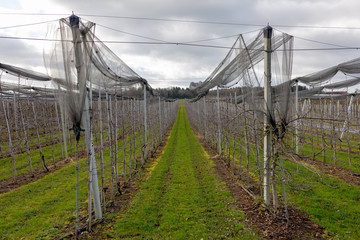 Weinanbau oberhalb Bodensee auf Schweizer Boden