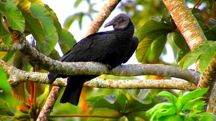 Oiseau noir d'Amérique du Sud , scène sauvage d'Amazonie