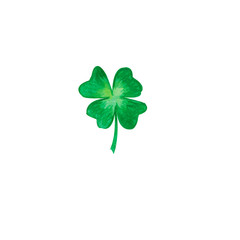 Green clover (Trifolium) with four leaves isolated on white background as a symbol of IReland and...