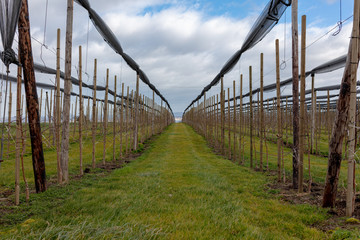Weinanbau oberhalb Bodensee auf Schweizer Boden