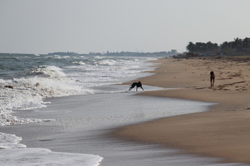 the great water wave on sea against clear sky with blurry two black dog playing on sandy and beach background, beach and sky images, sea and beach images