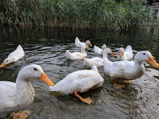 tame ducks on a lake in a city park