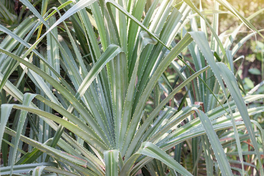 Seashore screwpine or Pandanus odoratissimus is a Thai herb with properties flower to help nourish the heart, Root used to diuretic, Leaves are used to make mats.