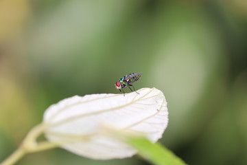 full body of A young domestic or house fly insect sending massage to other fly insect on the berry' green leaf, concept for communication
