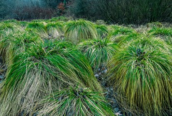 Lustige Grass Bubi Köpfe in der Landschaft brauchen einen neuen Haarschnitt