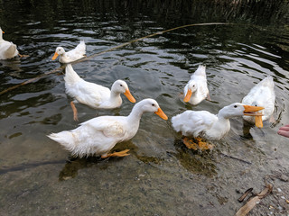 tame ducks on a lake in a city park