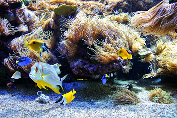 Fototapeta na wymiar Silver, yellow and blue fish on a background of corals and small gravel swim in a large aquarium.