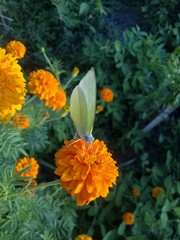 orange flowers and very beautiful butterflies