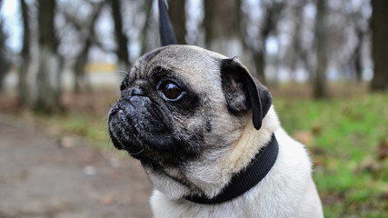 portrait of a cute pug on a walk