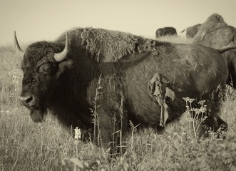 Vintage-style shot of an American Bison on the prairie full of grasses © Michael Schlueter/Wirestock