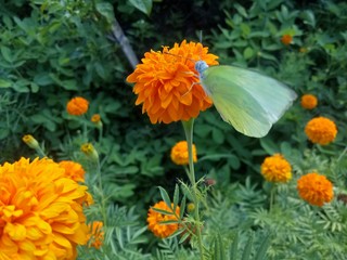 orange flowers and very beautiful butterflies