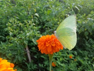 orange flowers and very beautiful butterflies