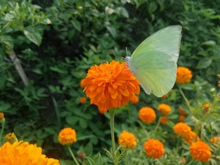 orange flowers and very beautiful butterflies