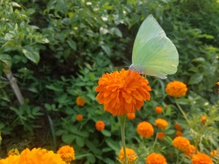 orange flowers and very beautiful butterflies