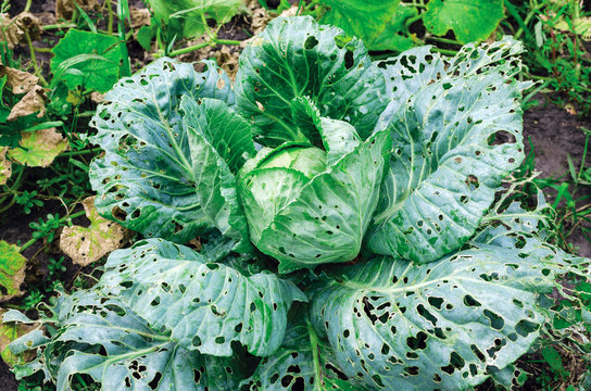 Cabbage leaves eaten by slugs, parasite spoils the harvest