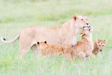 Fototapeta na wymiar Lioness (Panthera leo) greeting cubs, Maasai Mara national reserve, Kenya