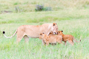 Lioness (Panthera leo) greeting cubs, Maasai Mara national reserve, Kenya