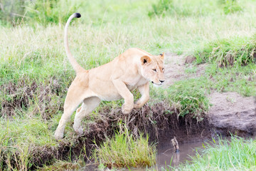 Lioness (Panthera leo) jumping over small river, Maasai Mara national reserve, Kenya