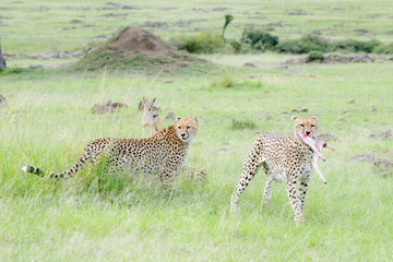 Cheetah (Acinonix jubatus) running away with stolen piece from kill, Maasai Mara National Reserve, Kenya